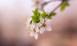 描写春雨或梨花的诗句有哪些